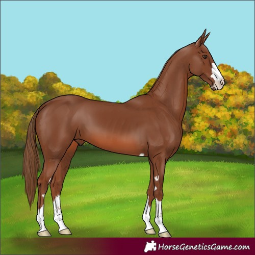 Horse Color:Chestnut 