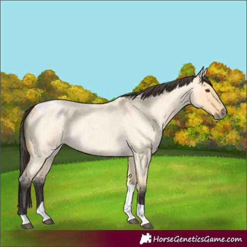 Horse Color:Buckskin Roan Dun Tobiano