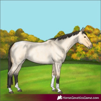 Horse Color:Buckskin Roan Dun Tobiano
