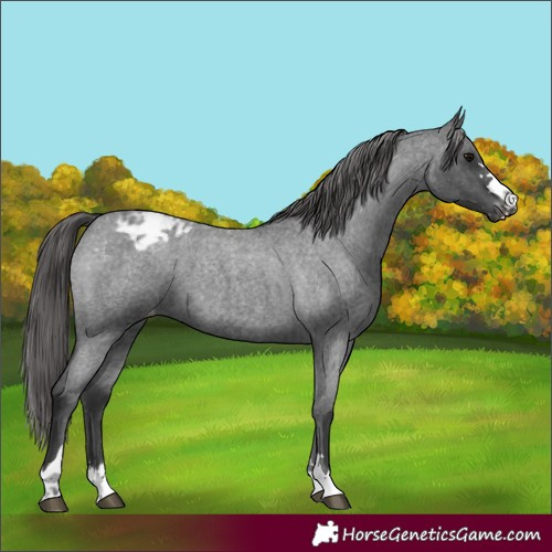 Horse Color:Blue Roan Appaloosa 