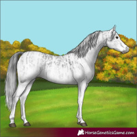 Horse Color:Gray White Spotted Black  and Gray White Spotted Black 