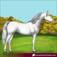 Horse Color:Gray White Spotted Black  and Gray White Spotted Black 