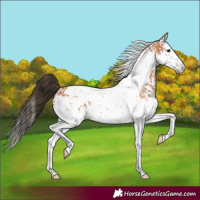 Horse Color:Bay Splash Tobiano  and Bay Splash Tobiano 