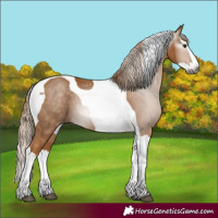 Horse Color:Gray Chestnut Splash Tobiano