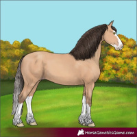 Horse Color:Amber Champagne Splash 