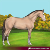 Horse Color:Amber Champagne Splash 