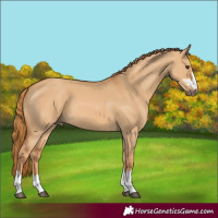Horse Color:Red Dun 