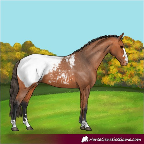 Horse Color:Bay Appaloosa
