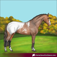 Horse Color:Bay Snowcap 