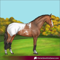 Horse Color:Bay Appaloosa