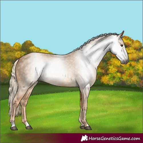 Horse Color:Gray Palomino 