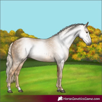 Horse Color:Gray Palomino 