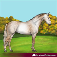 Horse Color:Gray Palomino