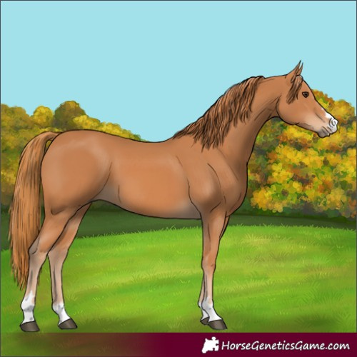 Horse Color:Chestnut 