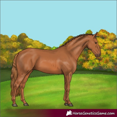 Horse Color:Chestnut 