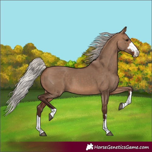 Horse Color:Silver Brown Dun 