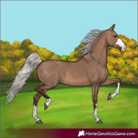 Horse Color:Silver Brown Dun 