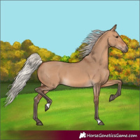 Horse Color:Silver Bay Dun