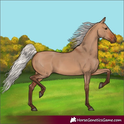 Horse Color:Silver Bay Dun 