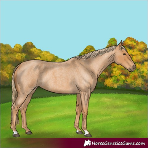 Horse Color:Unknown 