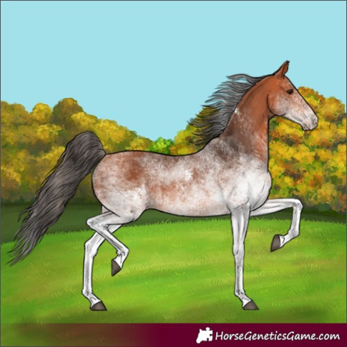 Horse Color:White Spotted Bay 