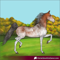 Horse Color:White Spotted Bay