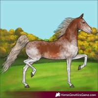 Horse Color:White Spotted Chestnut 