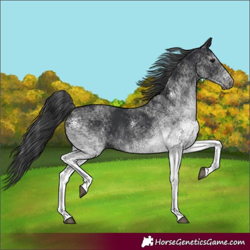 Horse Color:White Spotted Black 