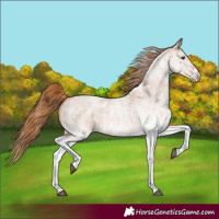 Horse Color:White Spotted Red Roan
