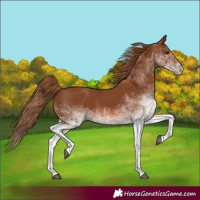 Horse Color:White Spotted Chestnut 