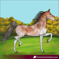 Horse Color:White Spotted Bay 