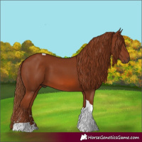 Horse Color:Chestnut Tobiano