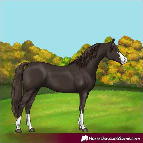 Horse Color:Liver Chestnut 