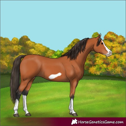 Horse Color:Bay Splash Frame 