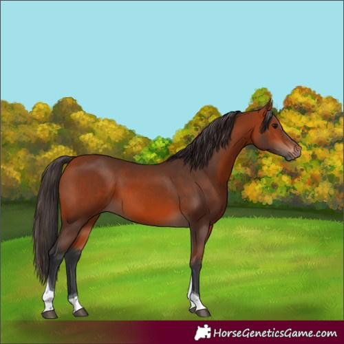 Horse Color:Bay Tobiano