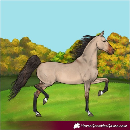 Horse Color:Bay Dun 