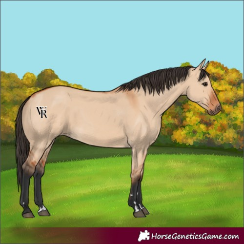 Horse Color:Bay Dun 