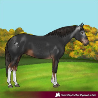 Horse Color:Gray White Spotted Liver Chestnut 