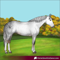 Horse Color:Gray White Spotted Liver Chestnut
