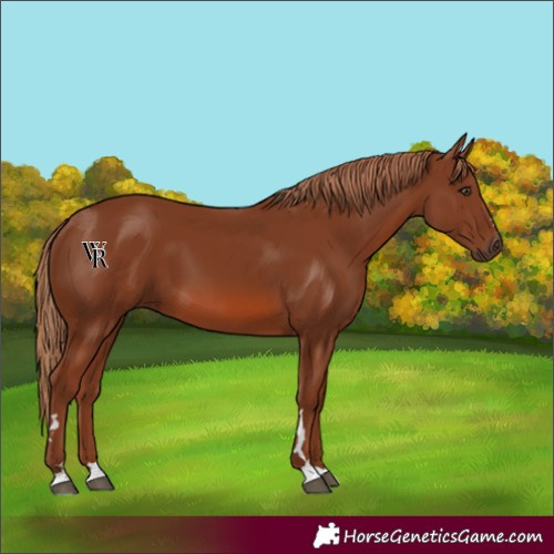 Horse Color:Unknown 
