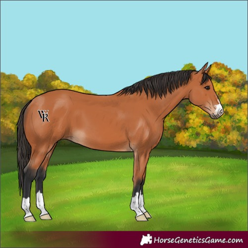 Horse Color:Unknown 