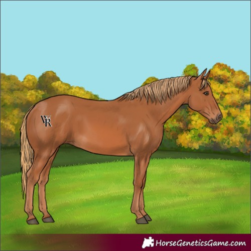 Horse Color:Unknown 