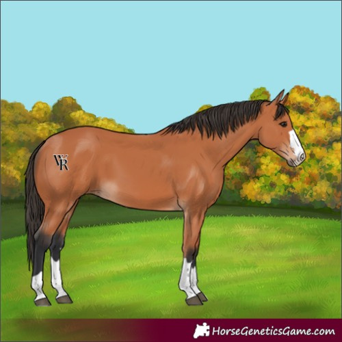 Horse Color:Bay 