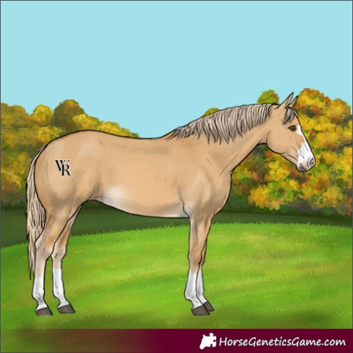 Horse Color:Palomino Dun 