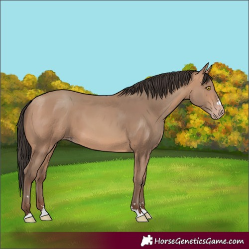 Horse Color:Amber Champagne 
