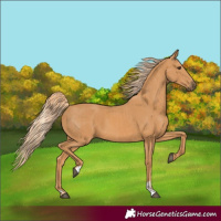 Horse Color:Chestnut  and Chestnut 