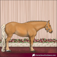 Horse Color:Palomino 