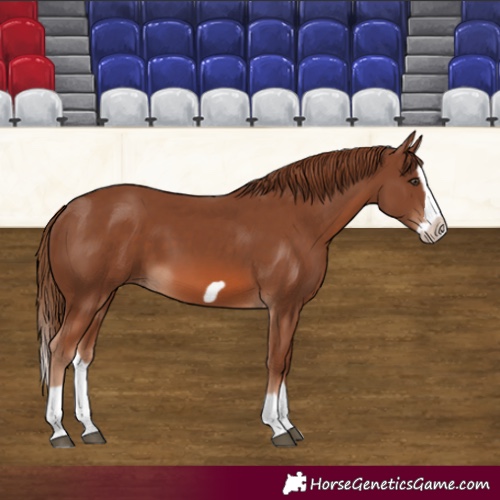 Horse Color:Chestnut Splash Frame 