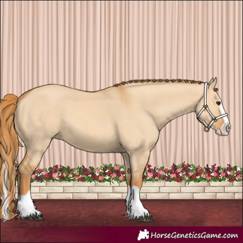 Horse Color:Red Dun Splash 
