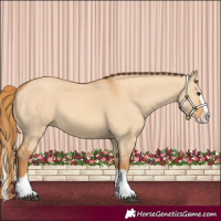 Horse Color:Red Dun Splash 